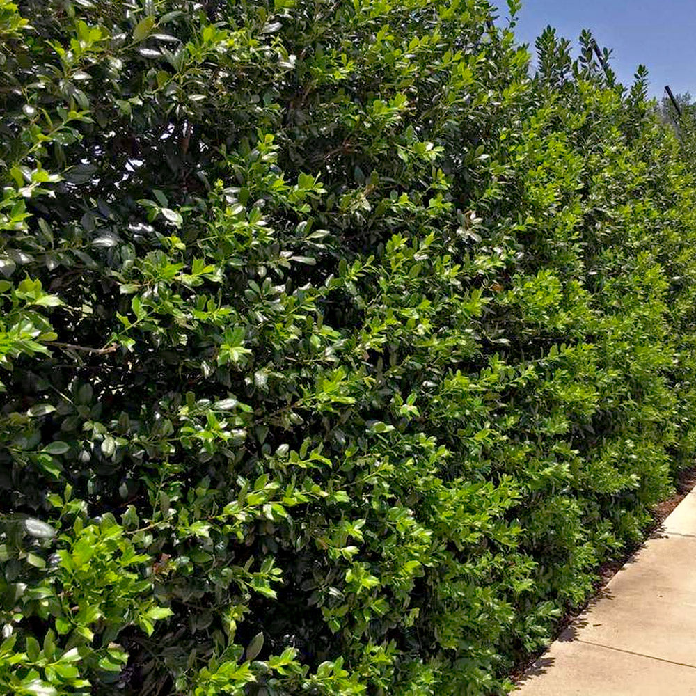 Nellie R Stevens Holly (2.5 Gallon) Dense Pyramidal Large Evergreen Shrub - Full Sun Live Outdoor Plant