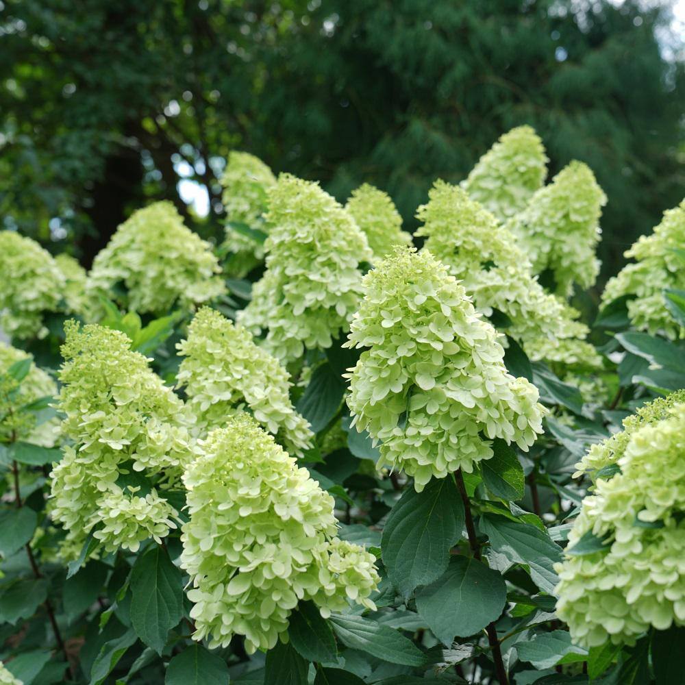 PROVEN WINNERS 2 Gal. Limelight Prime Hydrangea Shrub with Green to Pink Flowers 14719