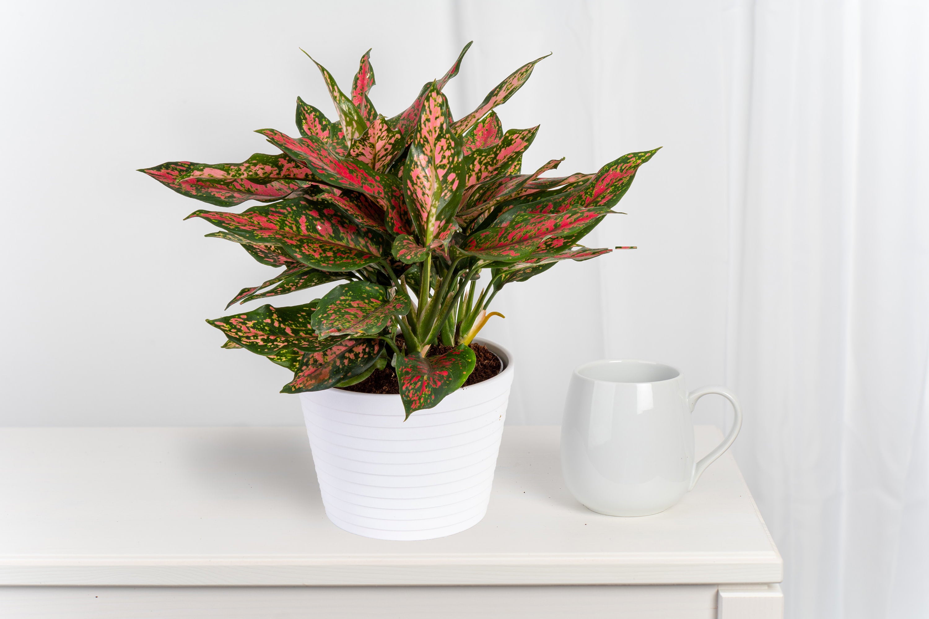 Costa Farms Trending Tropicals Live Indoor 14in. Tall Multi-color Chinese Evergreen， Aglaonema; Medium， Indirect Light Plant in 6in. mixed material Planter