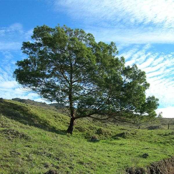 Acacia Mearnsii, Black Wattle - 0.5 kg Seeds