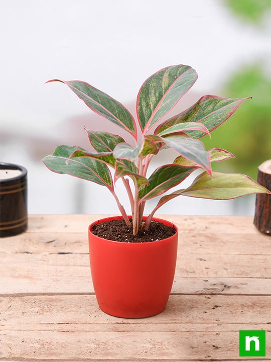 Aglaonema siam aurora, Aglaonema lipstick - Plant