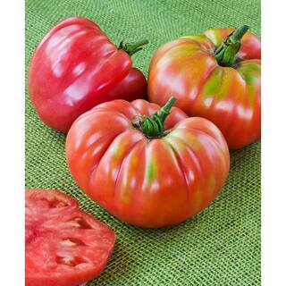 Bonnie Plants 19 oz. German Queen Heirloom Tomato Plant 1003800689