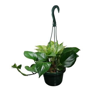 Marble Queen Pothos Plant in 6 in. Hanging Basket HBMrbP006