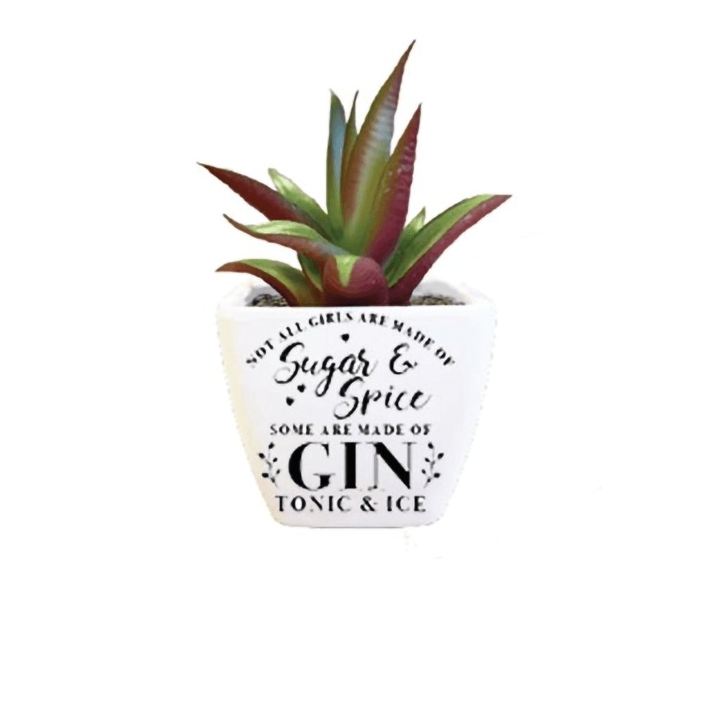 H & H Gifts  Succulent - Not All Girls Are Made Of Sugar & Spice