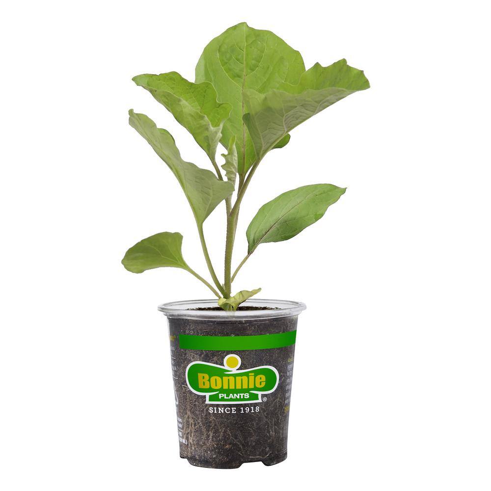 Bonnie Plants 19 oz. Ichiban Eggplant Plant 2601