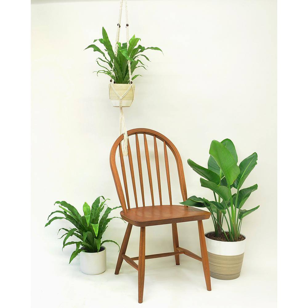 Costa Farms Bird's Nest Fern Indoor Plant in 6 in. Grower Pot Avg. Shipping Height 1-2 ft. Tall CO.BRDFERN.3.GP