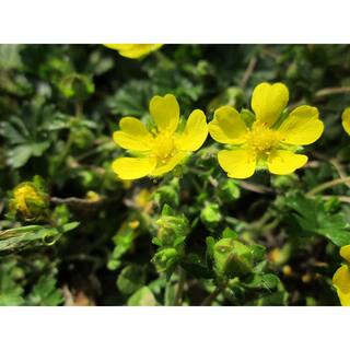 Online Orchards 1 Gal. Gold Drop Potentilla Shrub Beautiful Dwarf Shrub Lights Up with Profuse Golden Blossoms SBPT001