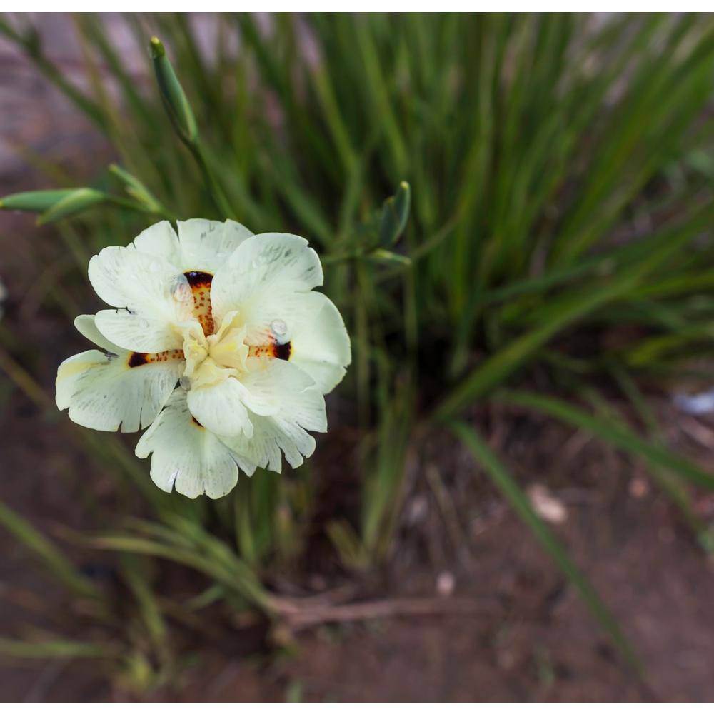 Alder  Oak 5 Gal. African Iris Perennial Plant Shrub MOBI05