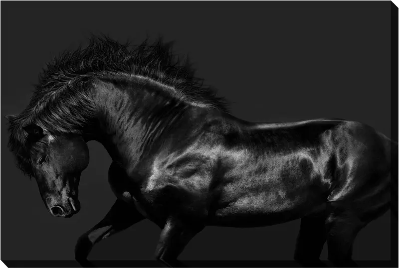 Black Stallion Horse Canvas Wall Art