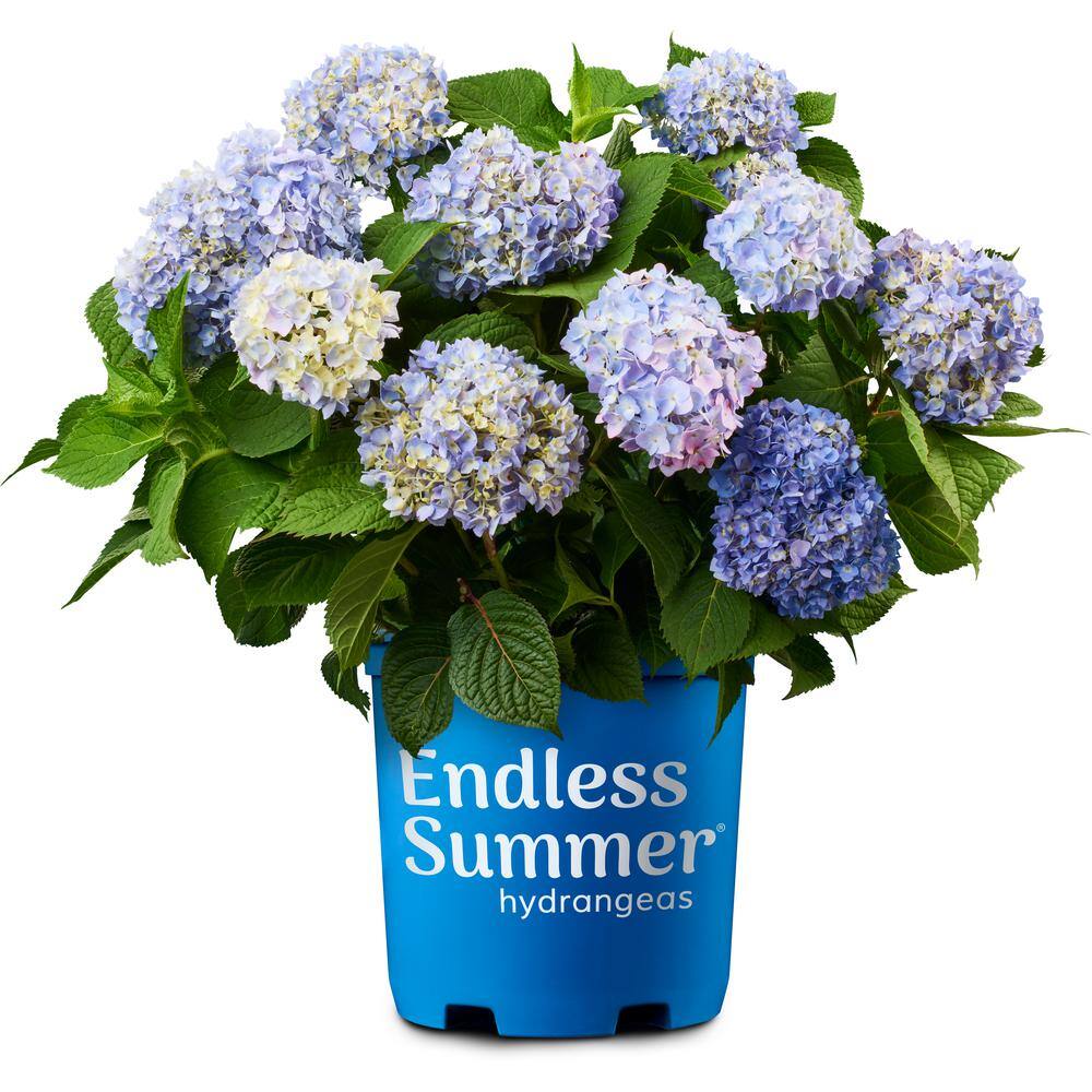 Endless Summer 3 Gal. The Original Reblooming Hydrangea Flowering Shrub with Pink or Blue Flowers HYDGA3ESO1PK