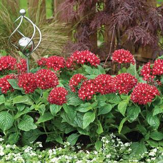 Costa Farms Bright Red Penta Outdoor Flowers in 1 Qt. Grower Pot Avg. Shipping Height 10 in. Tall (8-Pack) 4PENTBLBRRED8PK