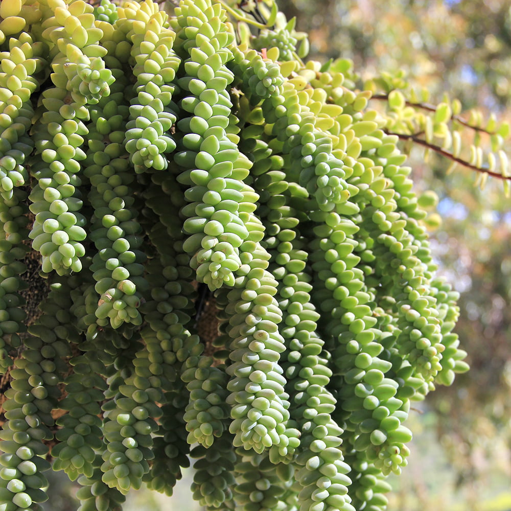 Element Sedum Burrito Live Plant