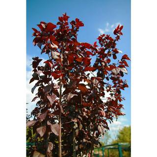 Online Orchards Vesuvius Flowering Plum Tree (Bare Root 3 ft. to 4 ft. Tall) FLPL002