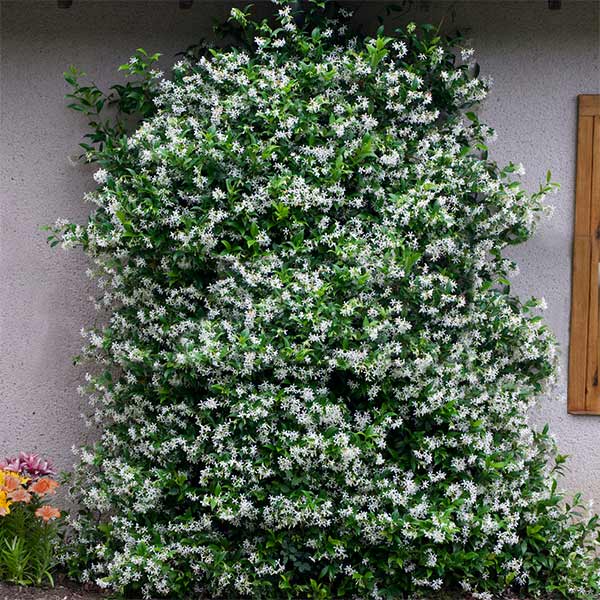 Star Jasmine