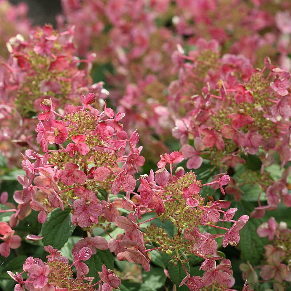 PROVEN WINNERS 2 Gal. Little Quick Fire Hydrangea Shrub with White to Pink-Red Blooms 14054