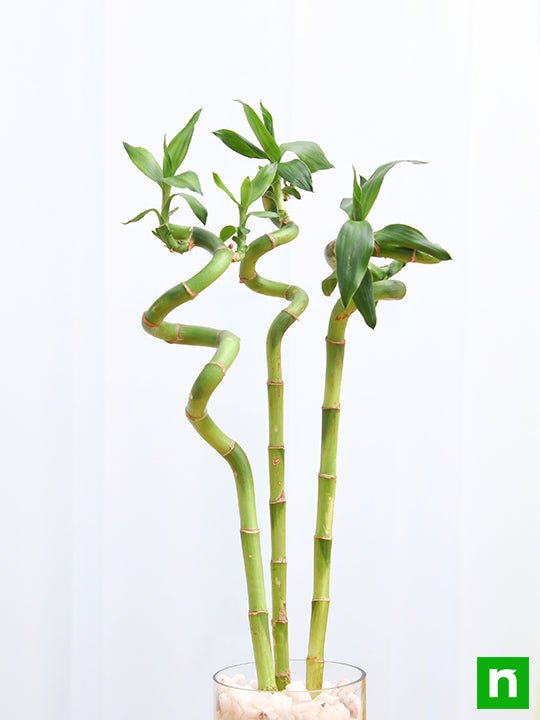 30 cm Spiral Stick Lucky Bamboo Plant - (Pack of 3)