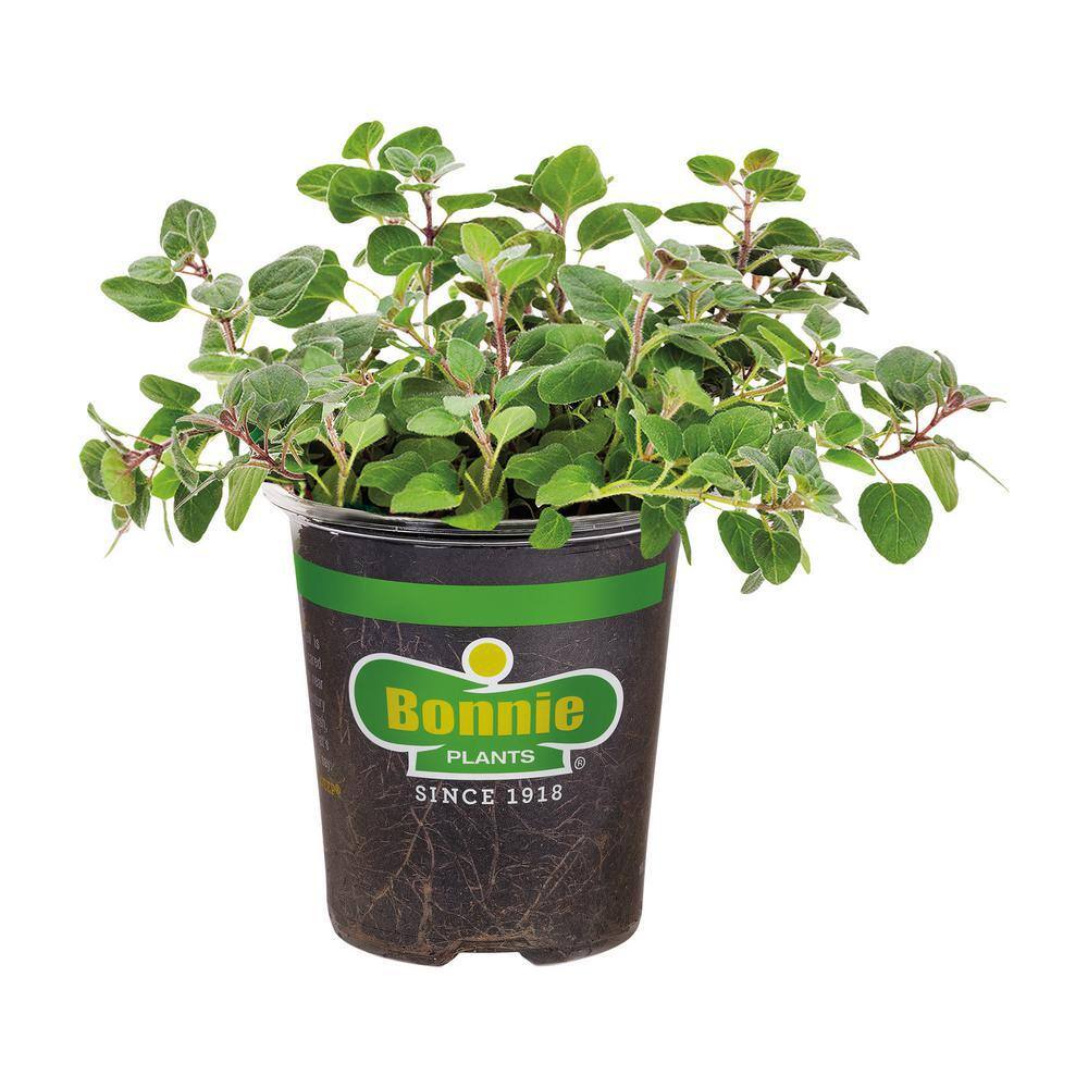 Bonnie Plants 19 oz. Greek Oregano Herb Plant 1003800571