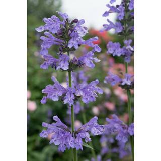 BELL NURSERY 3 Gal. Purrsian Blue Nepeta Live Perennial Plant (1-Pack) NEPET3PUR1PK