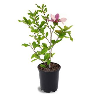 Alexandrina Japanese Magnolia Pink Flowering Decidiuous Ornamental Tree MAGALE01G