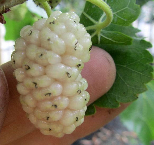 White Mulberry Tree - Morus Alba - Live Plant