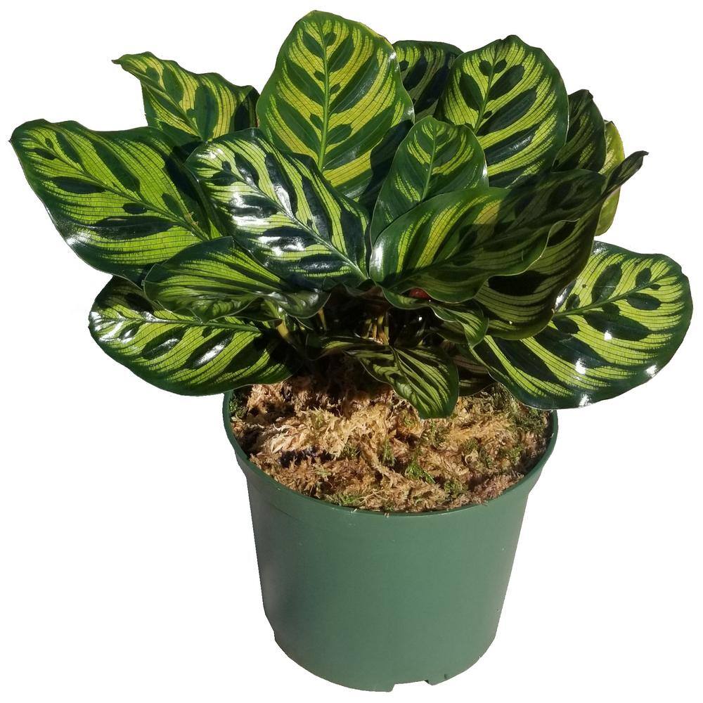 Peacock Plant in 6 in. Grower Pot PckPlt006