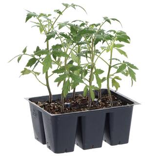 Bonnie Plants 1.19 qt. Bradley Heirloom Tomato Plant (6-Pack) 0227