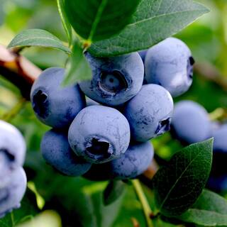 5 Gal. Arlen Northern Highbush Blueberry Tree BLUARL05G