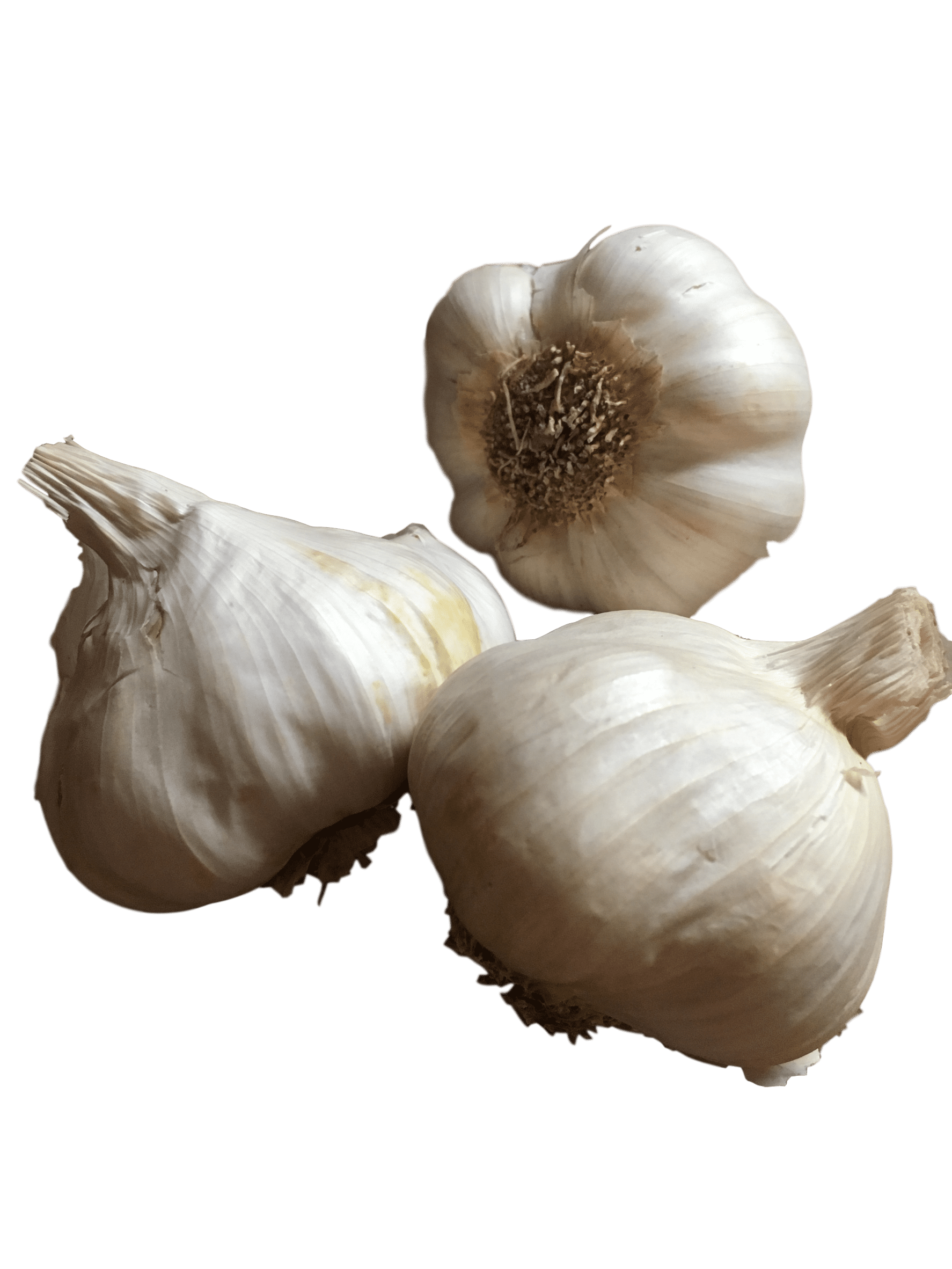 California Jumbo Garlic， 3 Bulbs. Great for Fall Planting! Non GMO - Daylily Nursery Brand