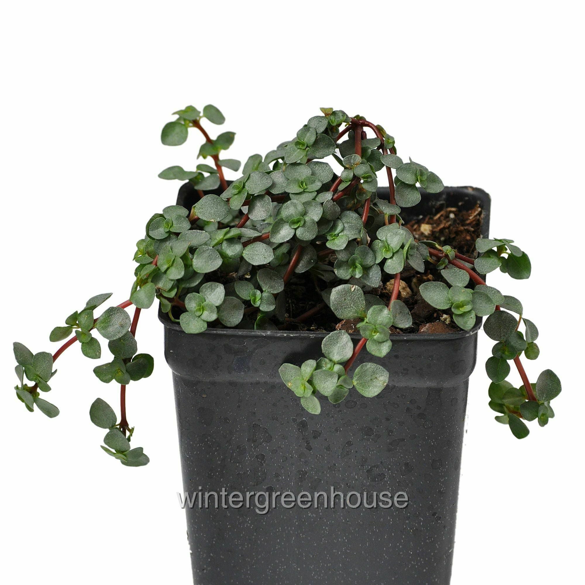 Pilea Glauca， Red Stem Pilea， Silver Sprinkles， Aquamarine - Pot Size: 3