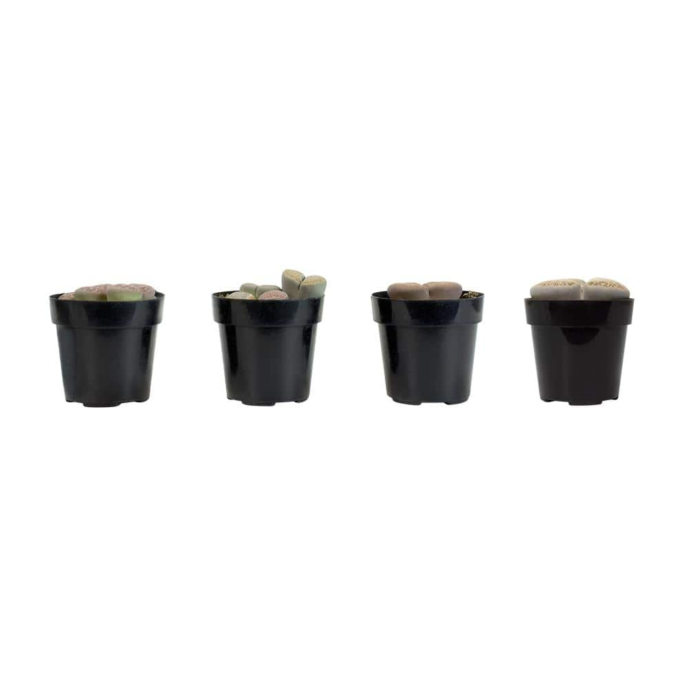 SMART PLANET 2.5 in. Lithops Plant Collection (4-Pack) 0880050