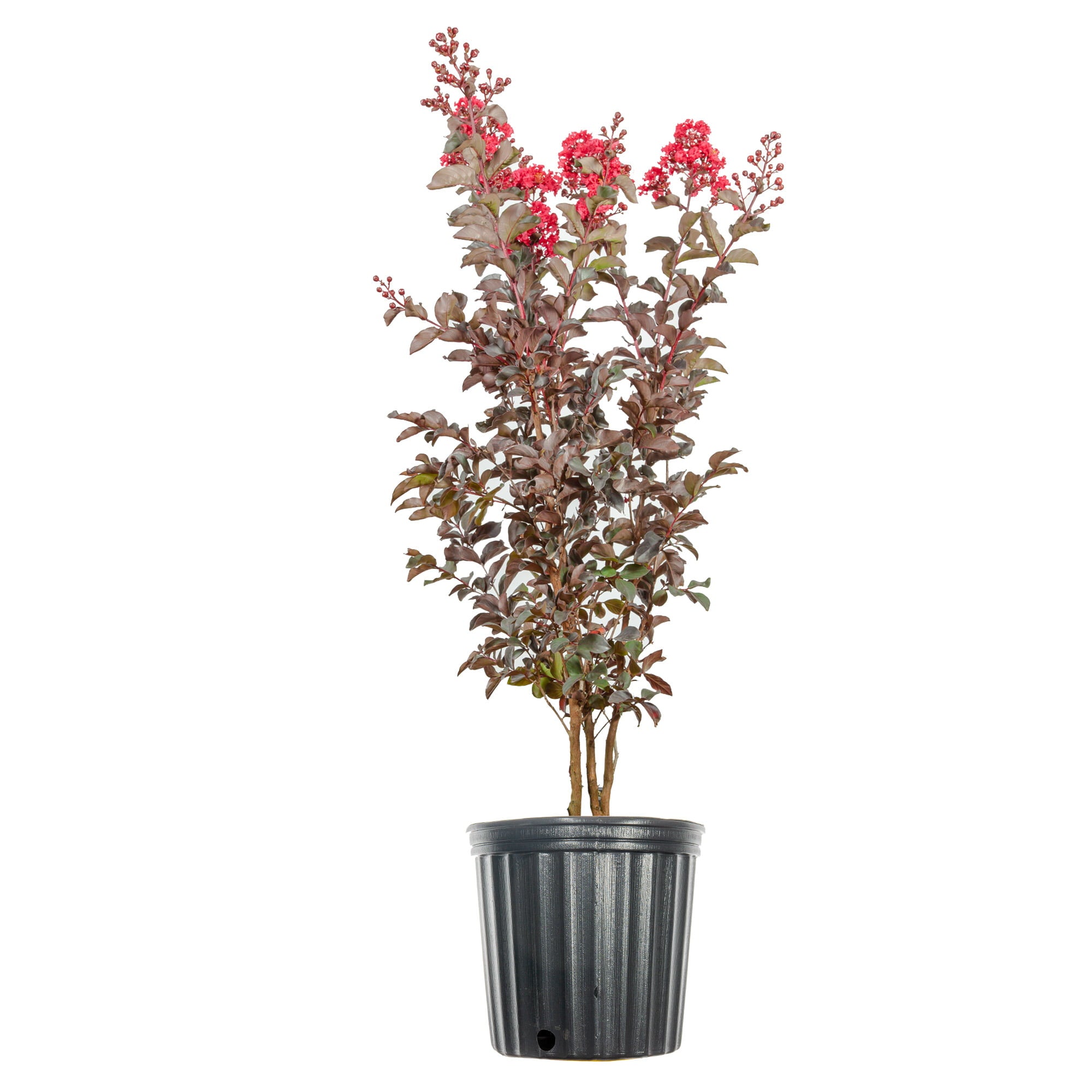 3 Gal. Black Diamond Best Red Crape Myrtle  - Unique Foliage， Bright Red Blooms