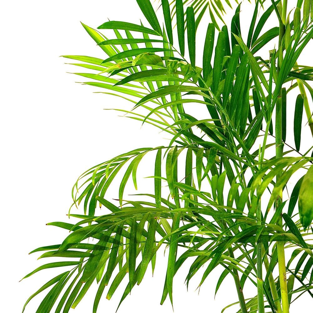 Wekiva Foliage - Bamboo Palm - Live Plant in an 10 inch Growers Pot -Chamaedorea Seifrizii - Beautiful Clean Air Indoor Outdoor Houseplant