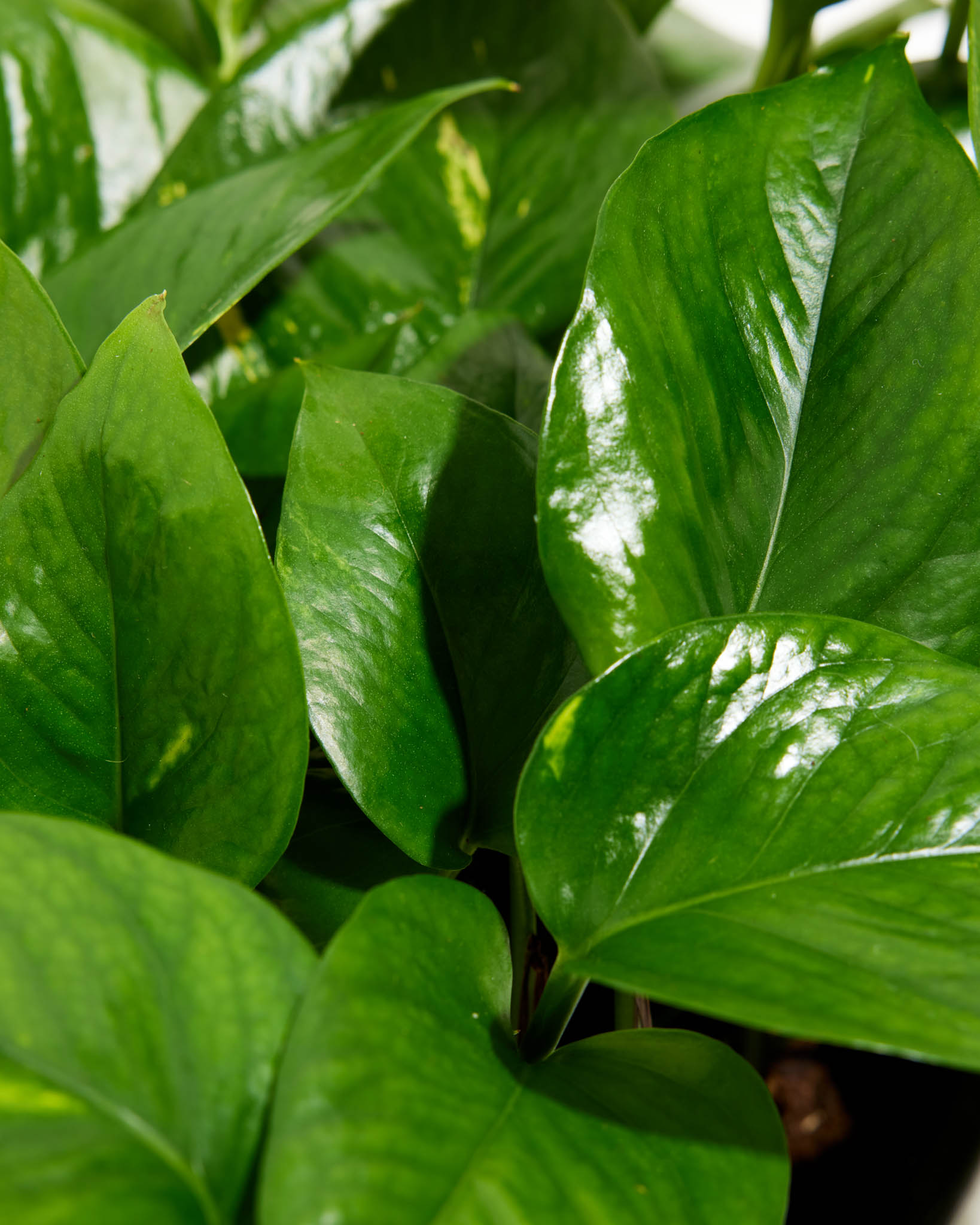 Everyone's Favorite Golden Pothos