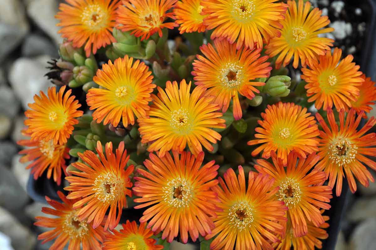 Orange Wonder Ice Plant - Perennial - Delosperma - Live Plant - Quart Pot