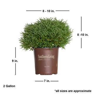 SOUTHERN LIVING 2 Gal. Pancake Arborvitae Shrub with Low-Growing Blue-Green Foliage 55382