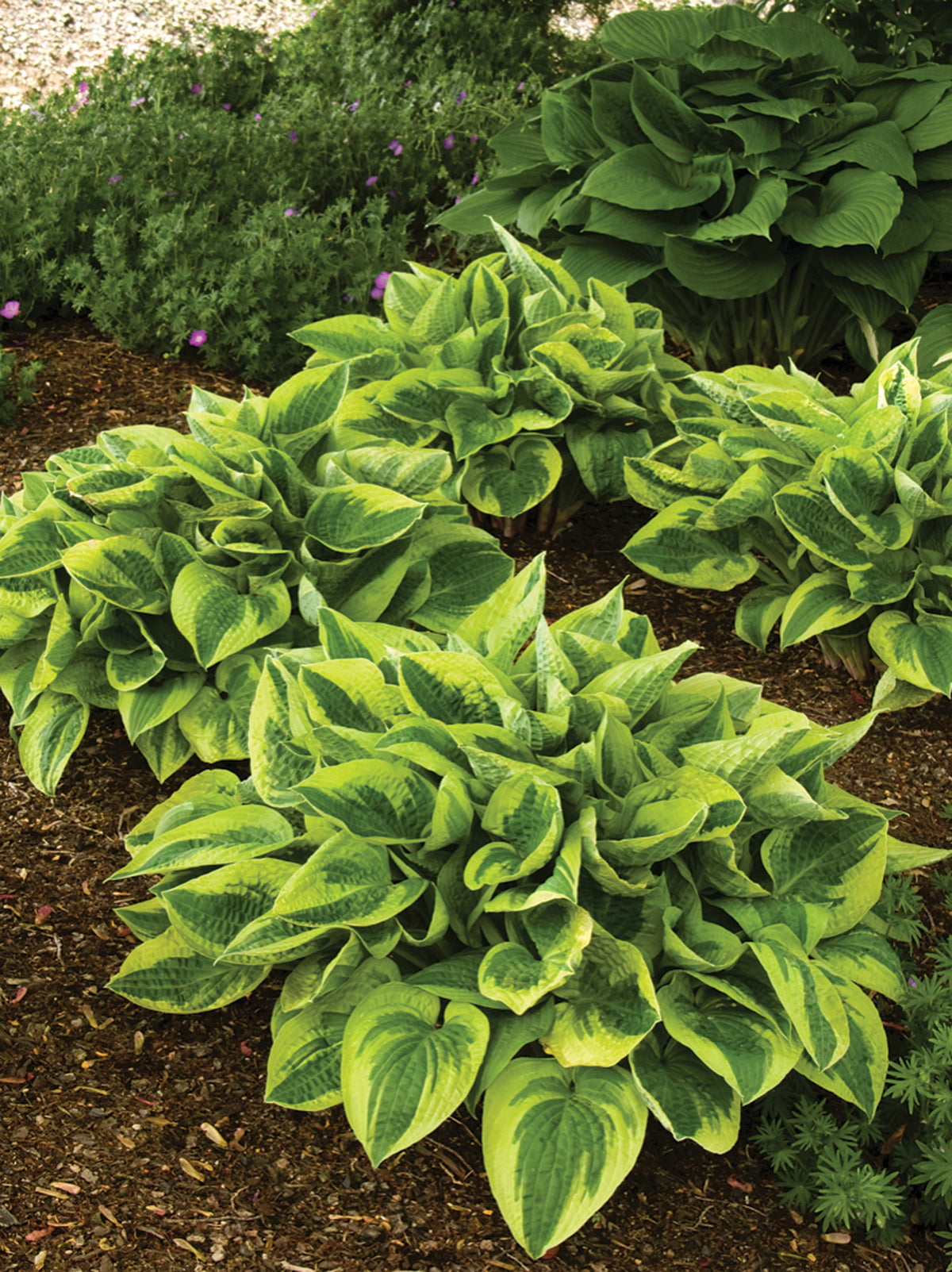 Hosta 'Wide Brim'