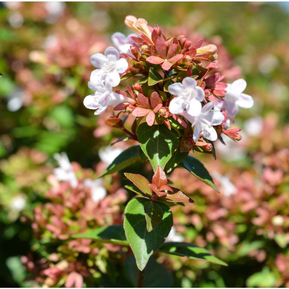 Vigoro 2.5 Gal. Rose Creek Abelia Shrub Tough Plant with White Flowers that Attract Butterflies Deer-Resistant 10014