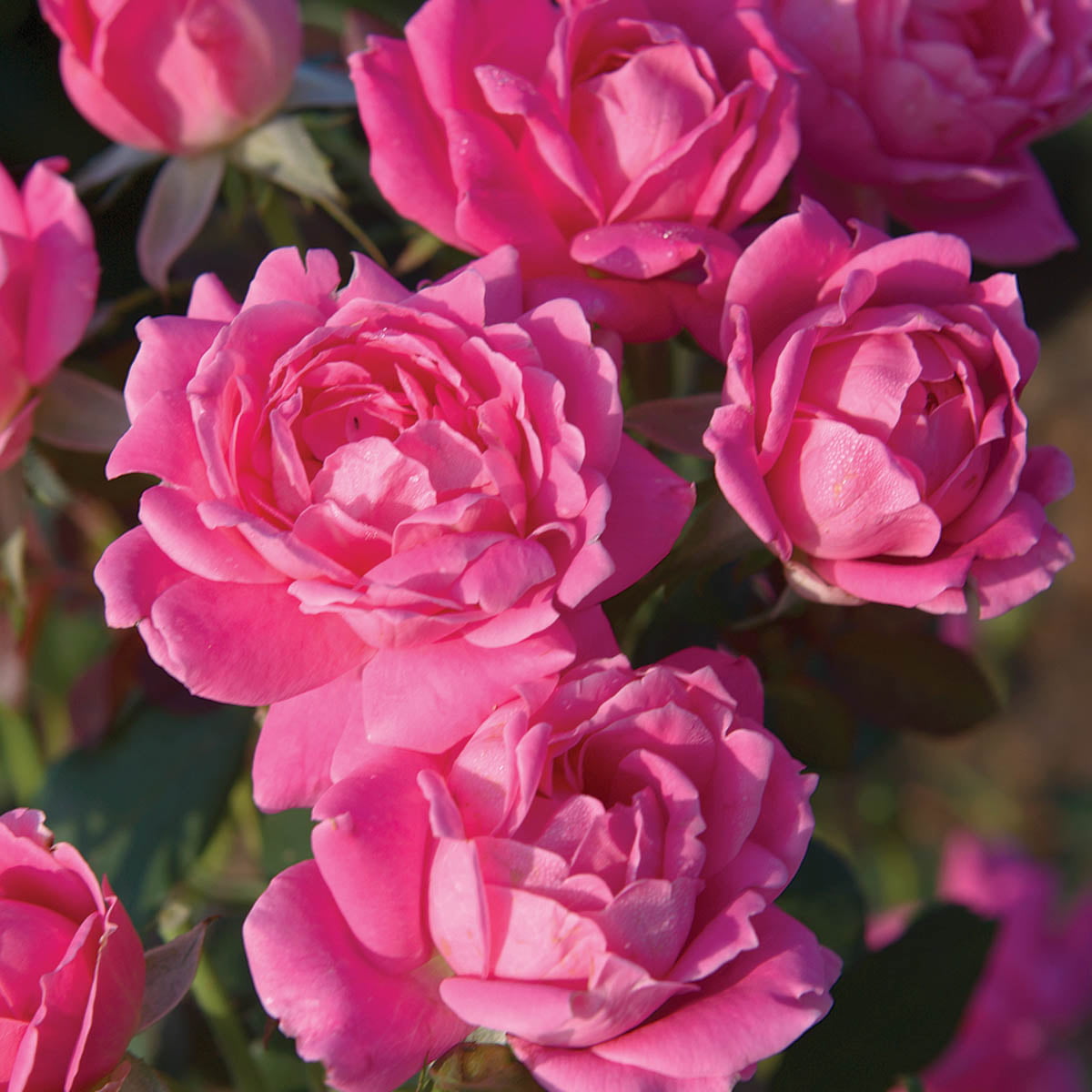 Pink Knock Out Dormant Bare Root Shrub Rose， Includes one dormant plant per order