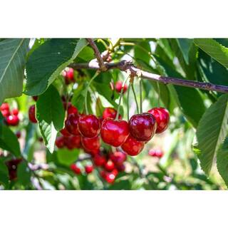 Online Orchards Lapins Cherry Tree - Self Pollinating Delicious Dark-Red Sweet Cherries (Bare-Root 3 ft. to 4 ft. Tall 2-Years Old) FTCH007