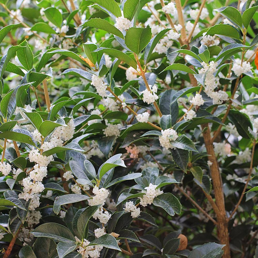 3 Gal. White Flowering Tea Olive Fragrant Evergreen Shrub TEAOLI03G