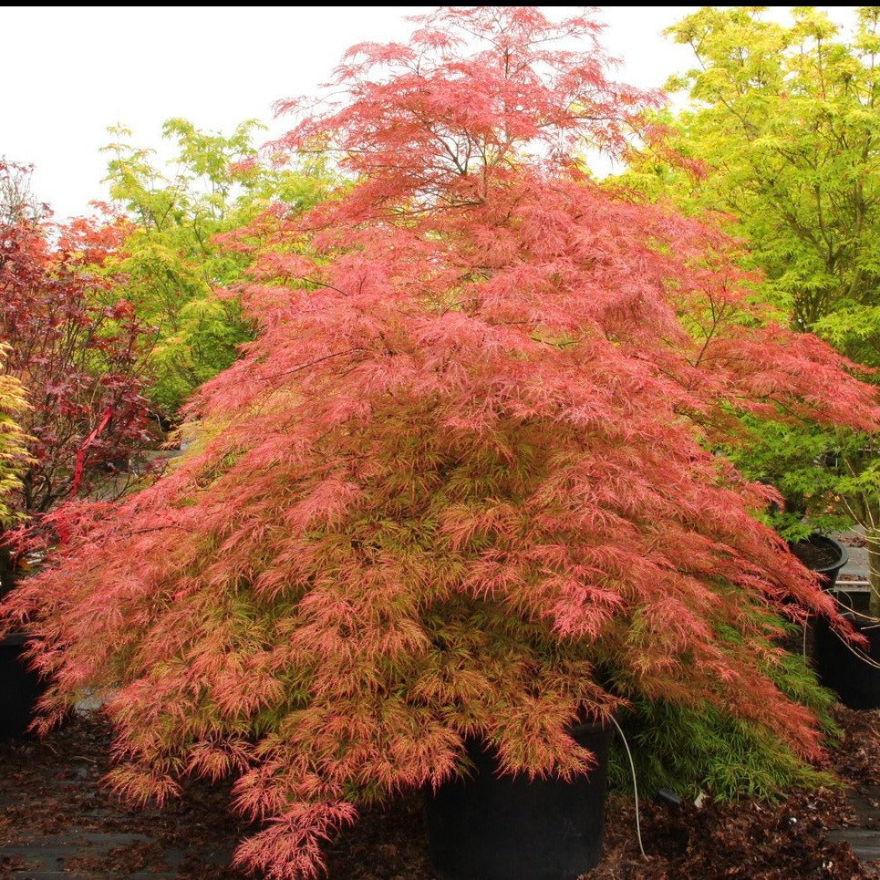 Baldsmith Japanese Maple