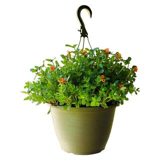 Vigoro 1.8 Gal. Purslane Plant Orange Flowers in 11 In. Hanging Basket DC11HBPURSORA