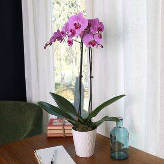 Just Add Ice Orchid (Phalaenopsis) Pink Plant in 5 in. White Ceramic Pottery J5007