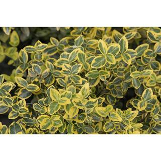 2.25 Gal. - Emerald and Gold Euonymus Live Shrub with Green and Yellow Folliage 1000043813