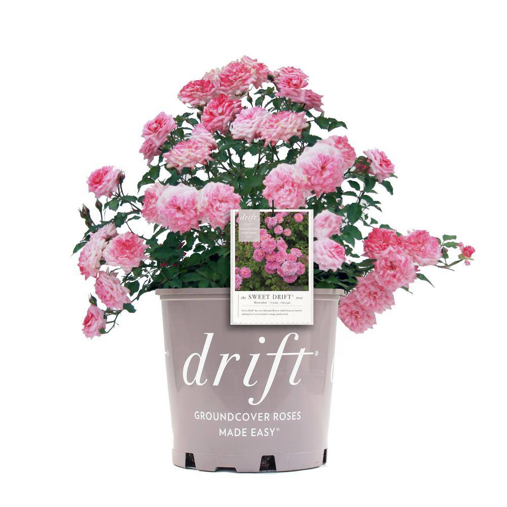 Drift 2 Gal. Sweet Drift Rose Bush with Pink Flowers 19505