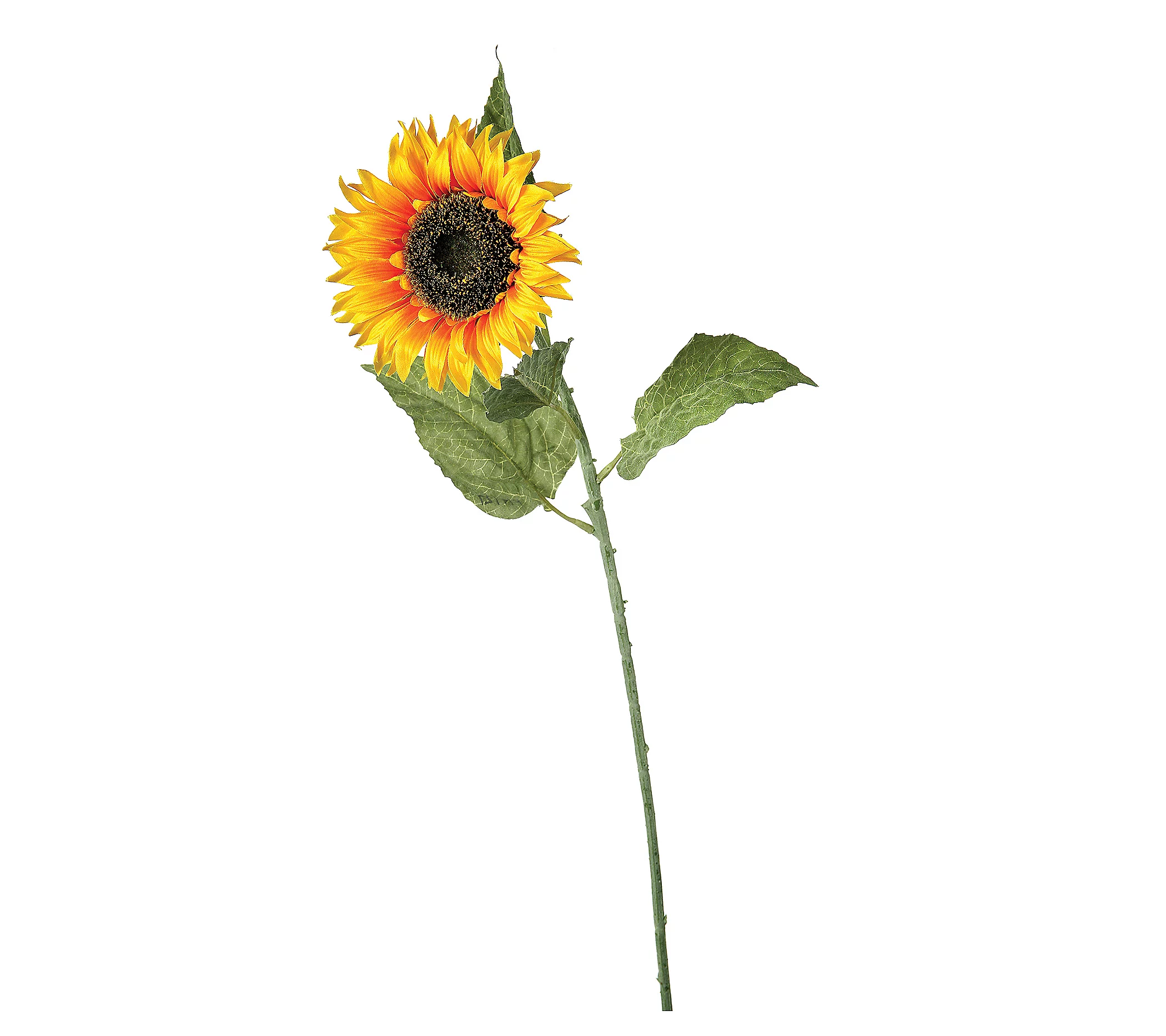 Sunflower Stem 34