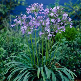 VAN ZYVERDEN Agapanthus Blue Roots (Set of 3) 83821