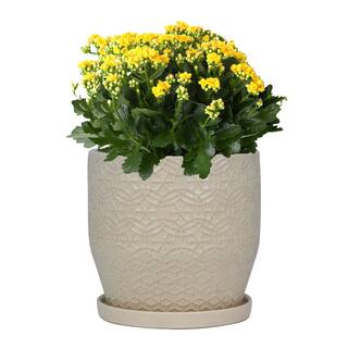 Trendspot 10 in. Finley Medium Ceramic Planter (10.2 in. D x 10.4 in. H) with Attached Saucer CR10853-10B