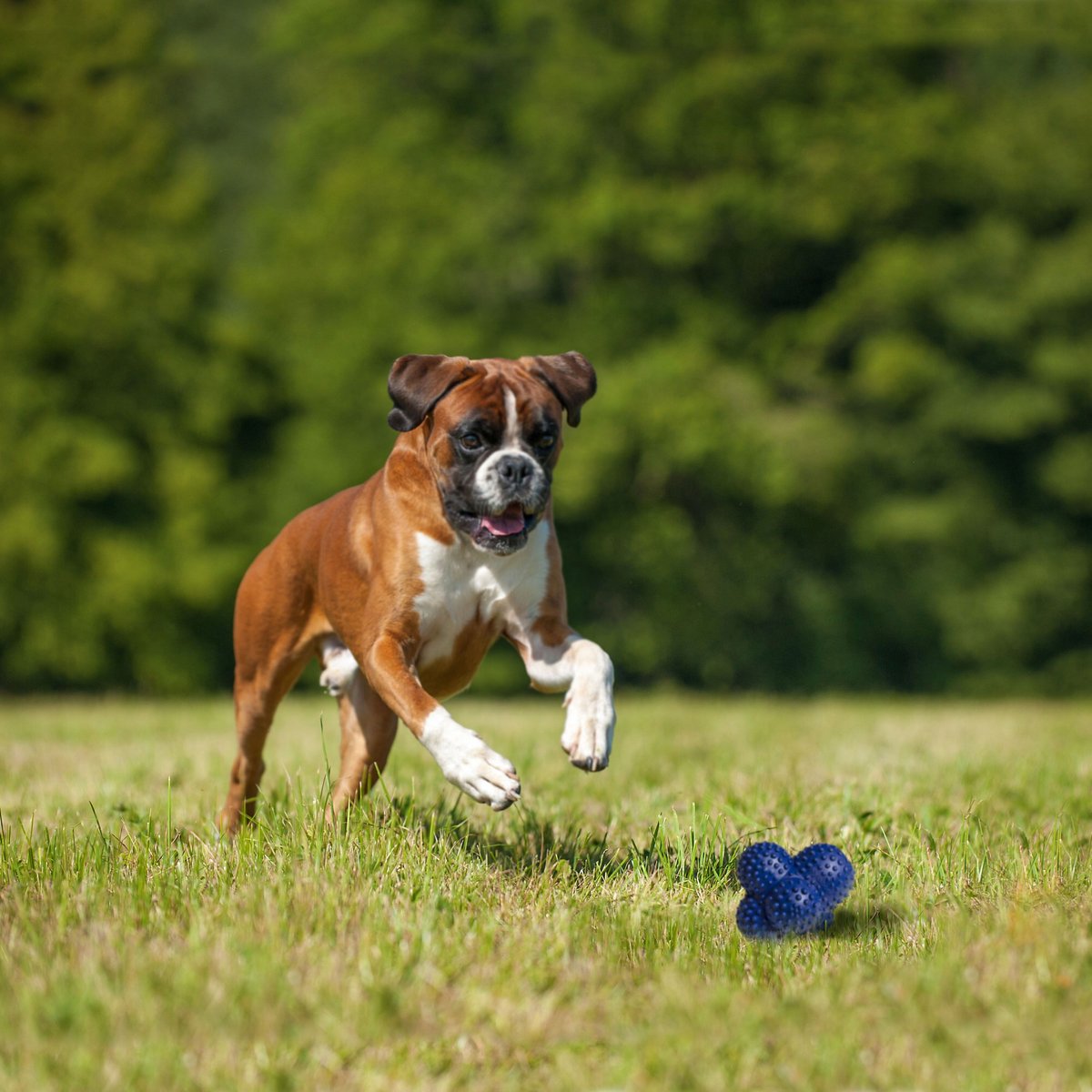 Nylabone Power Play Crazy Ball Dog Toy