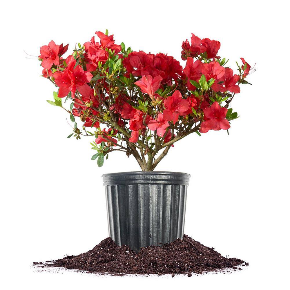 Red Ruffles Azalea Shrub in 1 Gal. Grower's Pot THD00009